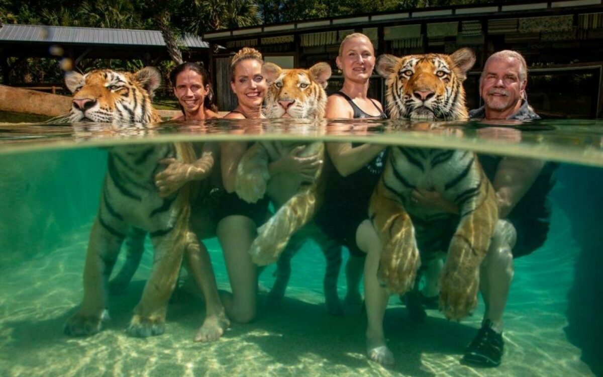 Tiger und Menschen in einem Pool - eins der Siegerfotos der World Press Photo Ausstellung 2021 in Kitzingen Tiger und Menschen in einem Pool - eins der Siegerfotos der World Press Photo Ausstellung 2021 in Kitzingen